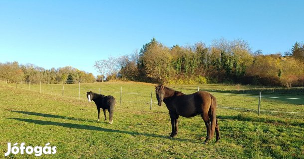 Eladó hucul ló - Umberto