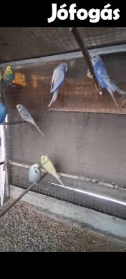 Eladó hullámos papagáj Lentiben !