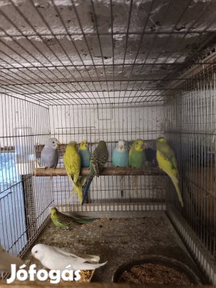 Eladó hullámos papagáj!