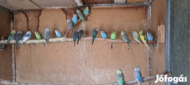 Eladó hullámos papagáj 