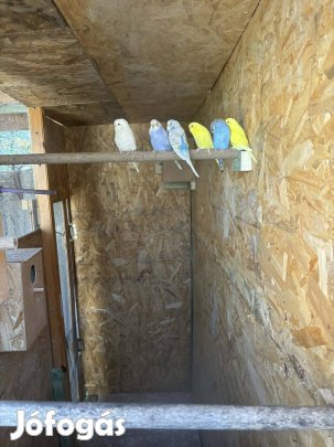 Eladó hullámos papagájok 