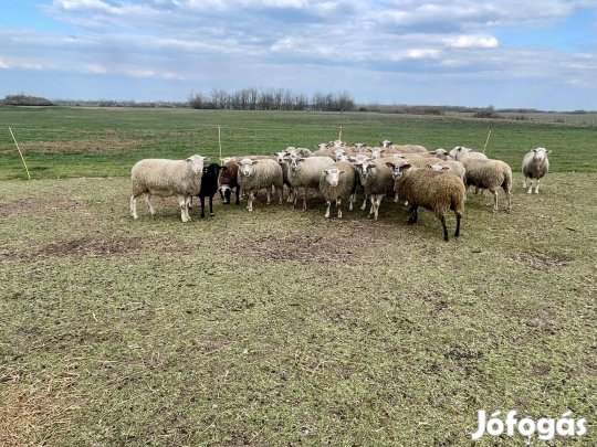 Eladó húshasznú anyajuhok/birkák