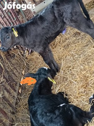 Eladó húshasznú borjak 