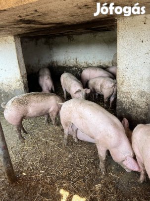 Eladó husjellegu hizo