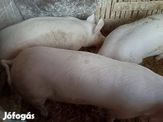 Eladó húsjellegű kis súlyú hízók