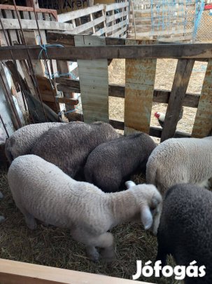 Eladó húsvéti bárányok