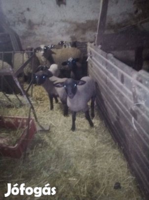 Eladó húsvéti bárányok!!