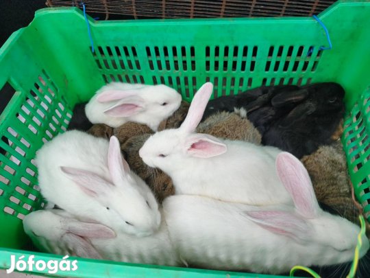 Eladó húsvéti belga óriás nyuszik
