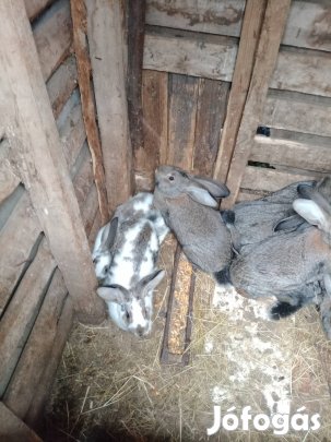 Eladó húsvéti nyúl