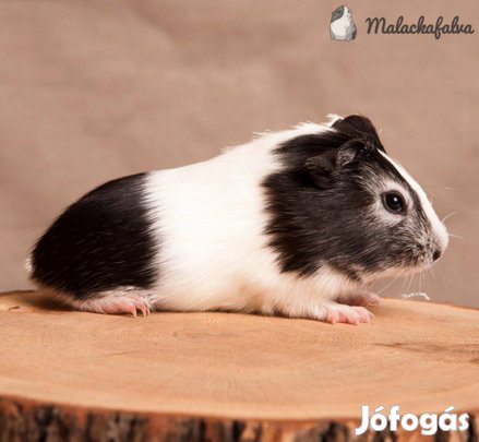 Eladó ifjonc kisfiú tengerimalacok