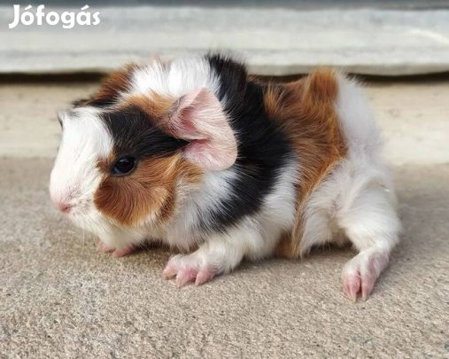 Eladó ifjonc tengerimalacok