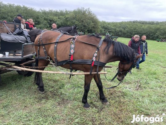 Eladó igas rezezett hám