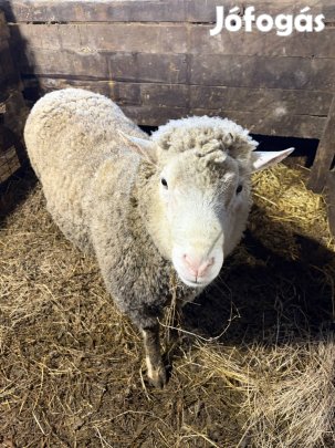 Eladó illdefransz kos 