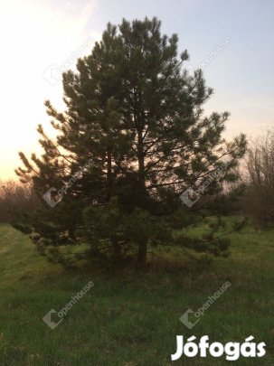 Eladó ingatlan, Tata