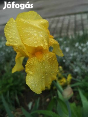 Eladó írisz nőszirom növény több színben
