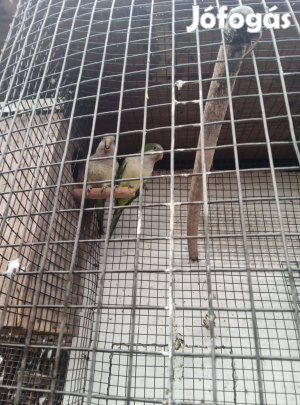 Eladó ivarérett barátpapagáj