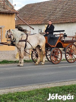 Eladó izabella fakó kanca