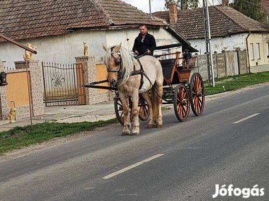 Eladó izabella fakó kanca
