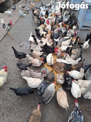 Eladó japán tyúk tojás keltetési célra Berettyóújfaluban. Egészséges,