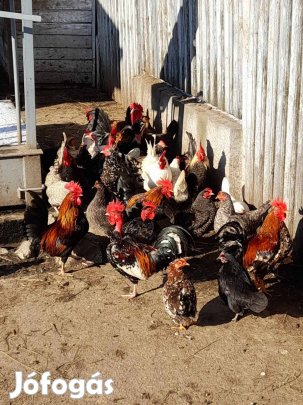 Eladó japán tyúk tojás keltetési célra Berettyóújfaluban. Egészséges,
