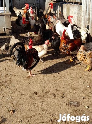Eladó japán tyúk tojás keltetési célra Berettyóújfaluban. Egészséges,
