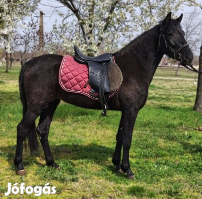 Eladó jegytelen fekete kanca