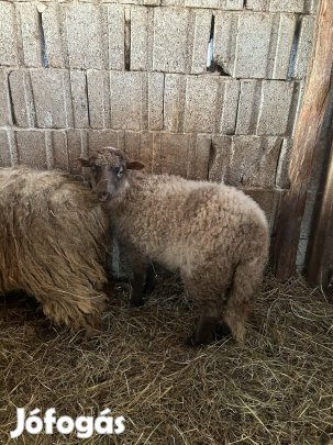 Eladó jerke bárány!