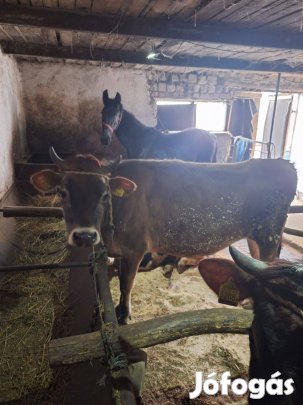 Eladó jersey üszők