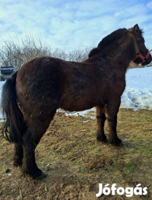 Eladó jó kocsis csődör 