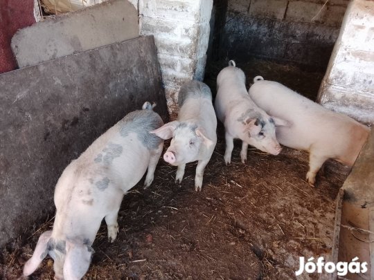 Eladó jó turcsi és hús malacok és suldok 