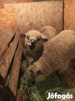 Eladó juh tokjó kos