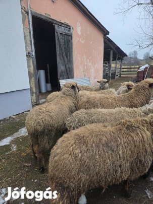 Eladó juhok!!