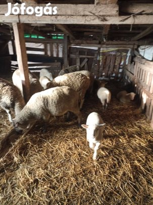 Eladó juhok, bárányok