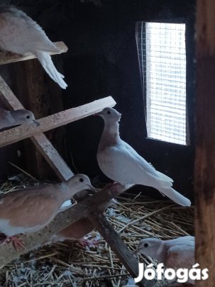 Eladó.kacagó.gelék