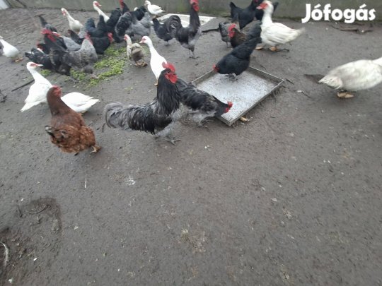 Elado kacsa es kakas