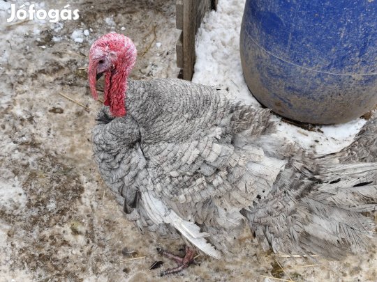 Eladó kacsa liba pulyka