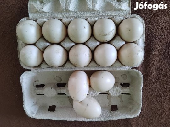 Eladó kacsa tojás