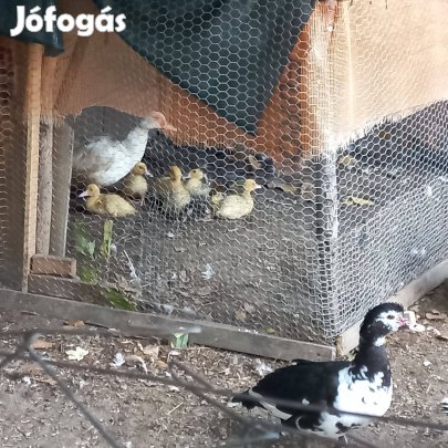 Eladó kacsák Gyömrőn vágásra és tenyésztére is alkalmasak