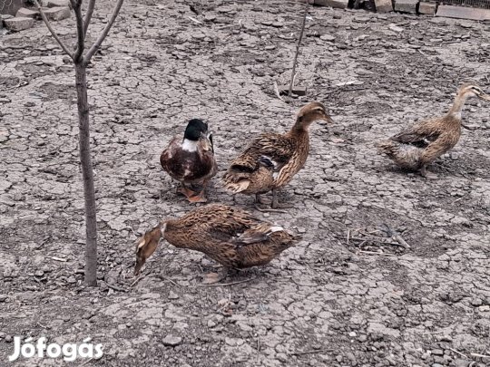 Eladó kacsák !!!