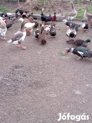 Eladó kacsák és kakasok