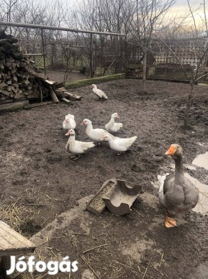 Eladó kacsák és liba