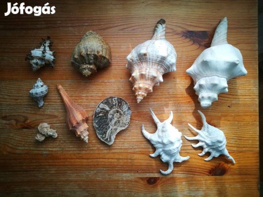 Eladó kagylógyűjtemény