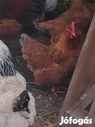 Eladó kakas 