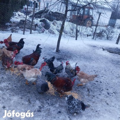 Eladó kakas!!