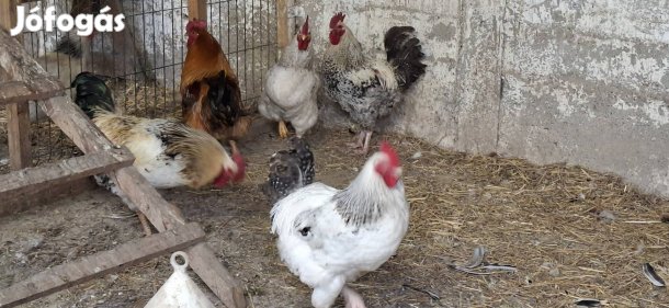 Eladó kakas, kakasok