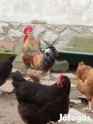 Eladó kakas kakasok