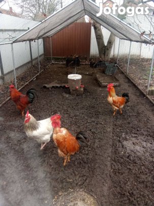 Eladó kakasok