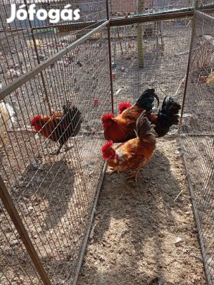 Eladó kakasok