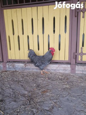 Eladó kakasok