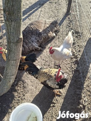 Eladó kakasok